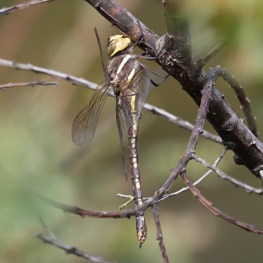 Aeshna brevistyla female.jpg